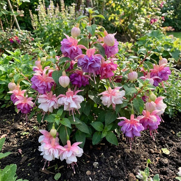 Pink Mix Fuchsia Seeds