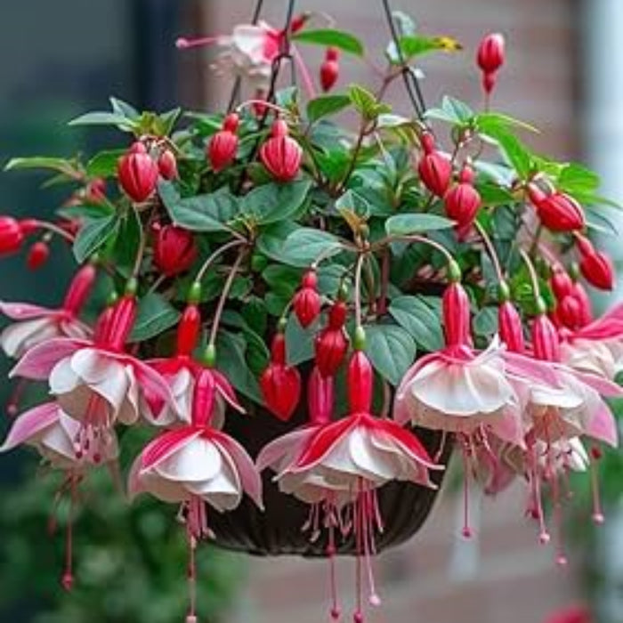 Pink Mix Fuchsia Seeds