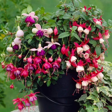 Pink Mix Fuchsia Seeds