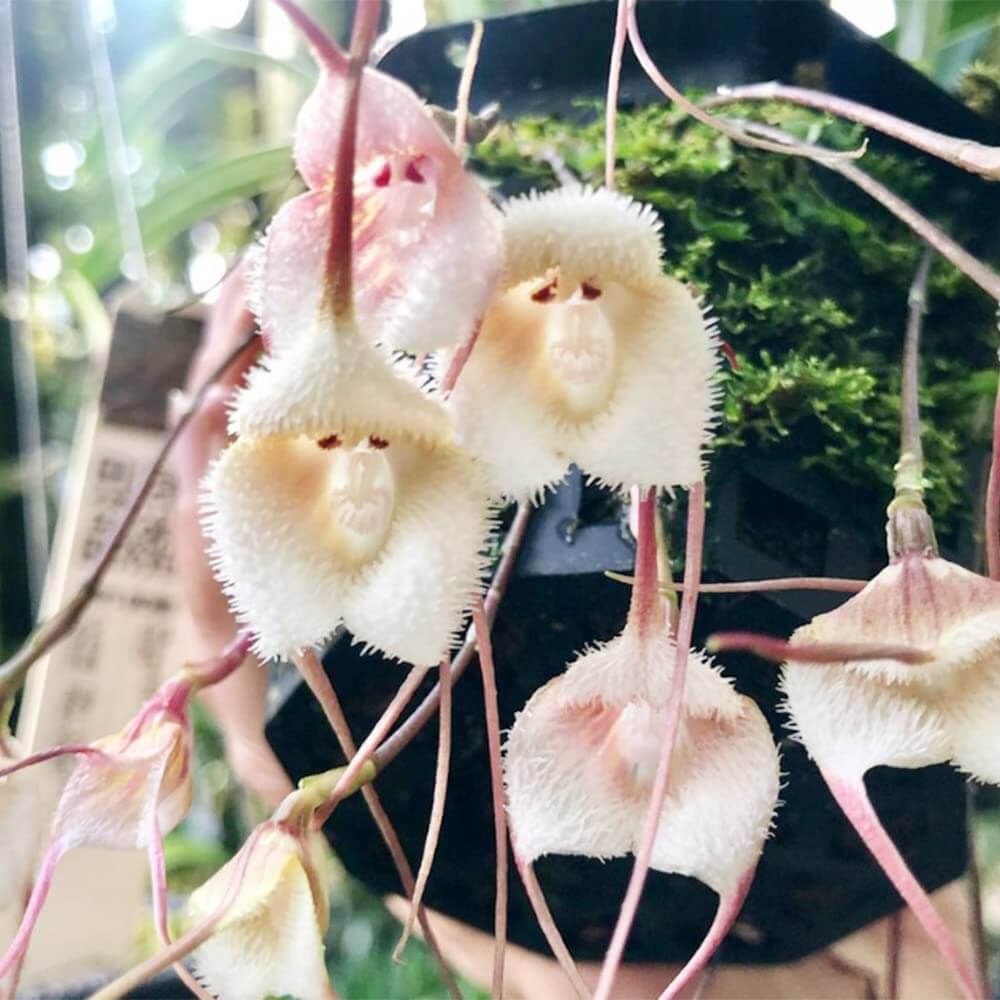 Pink Monkey Face Orchid Seeds