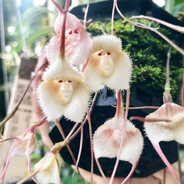 Pink Monkey Face Orchid Seeds