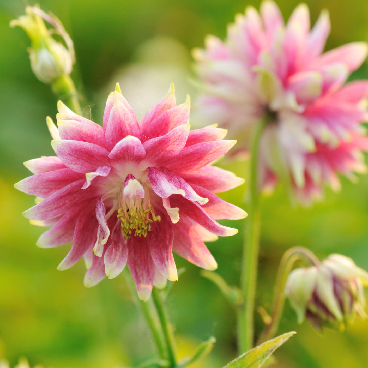  Pink Nora Barlow -windflower
