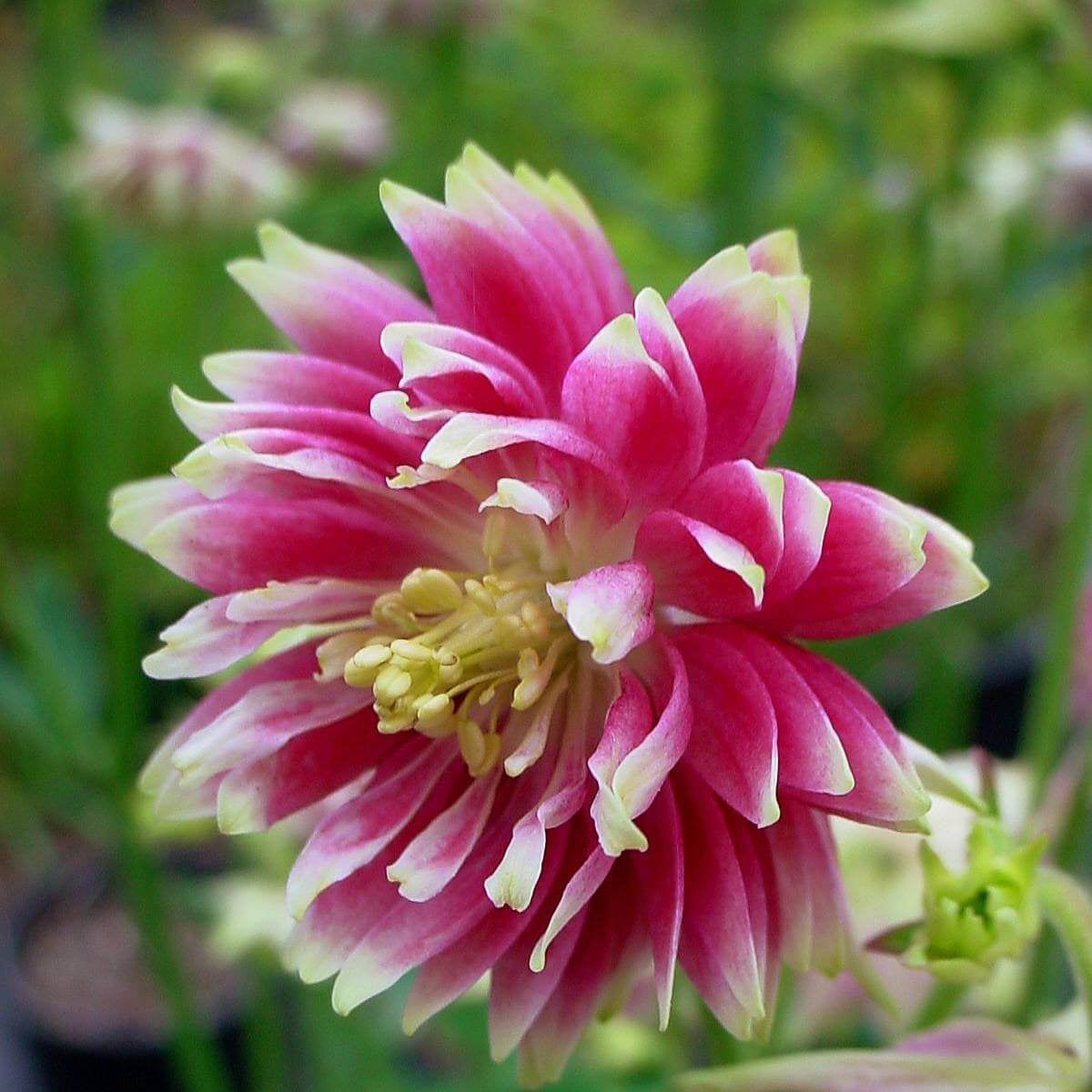  Pink Nora Barlow -windflower