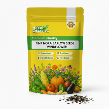 Pink Nora Barlow seeds -windflower