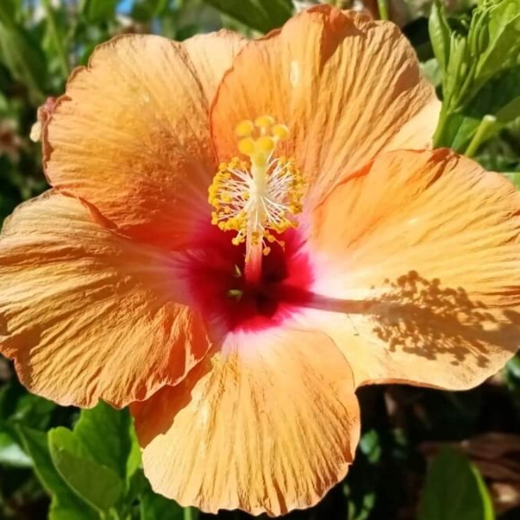 Pink Orange Hibiscus Seeds