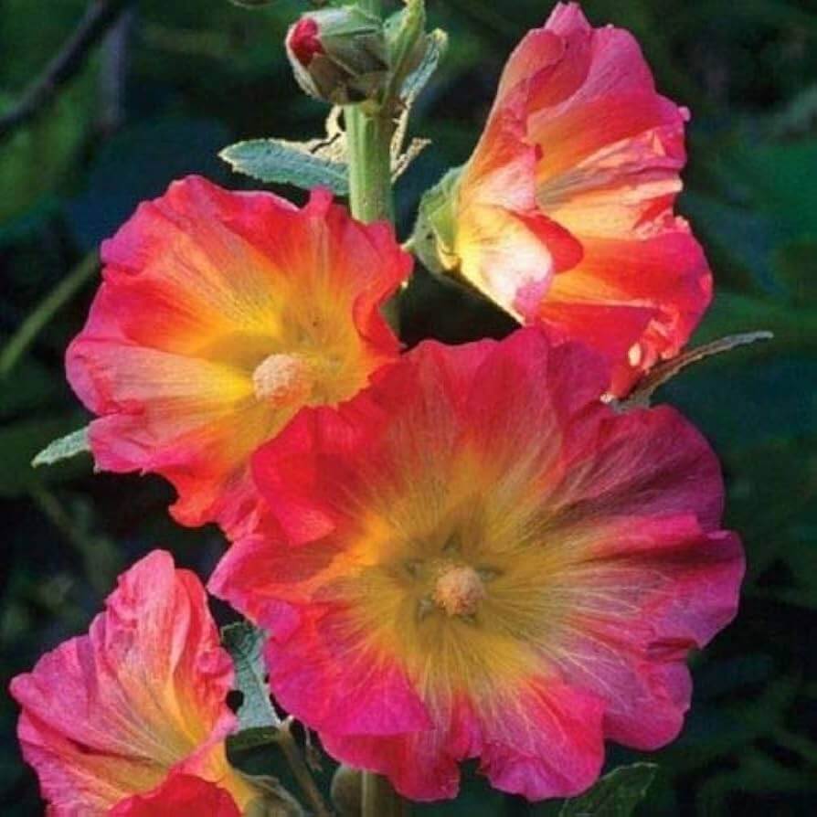 Pink Orange Hollyhock 