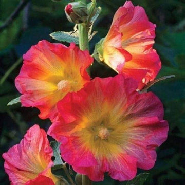 Pink Orange Hollyhock 