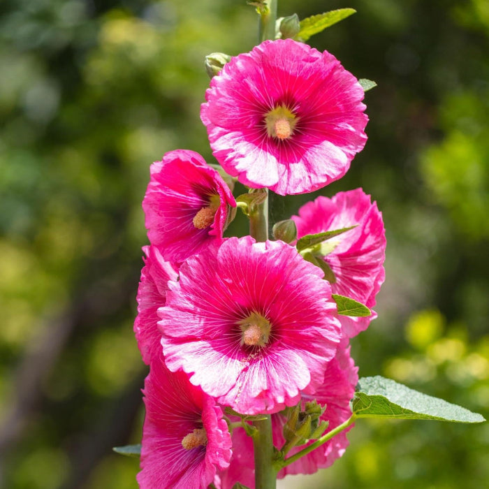 Pink Orange Hollyhock Seeds 