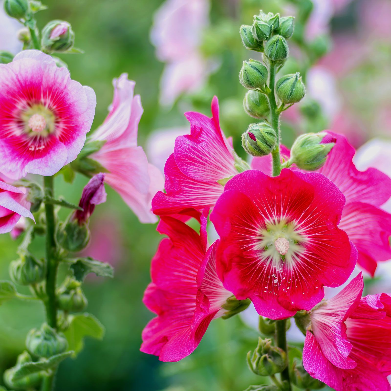 Pink Orange Hollyhock Seeds 