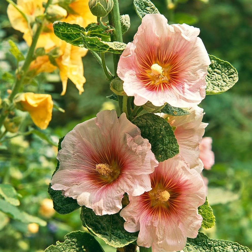 Pink Orange Hollyhock Seeds 