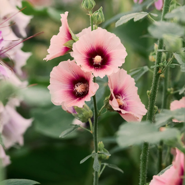 Pink Orange Hollyhock Seeds 