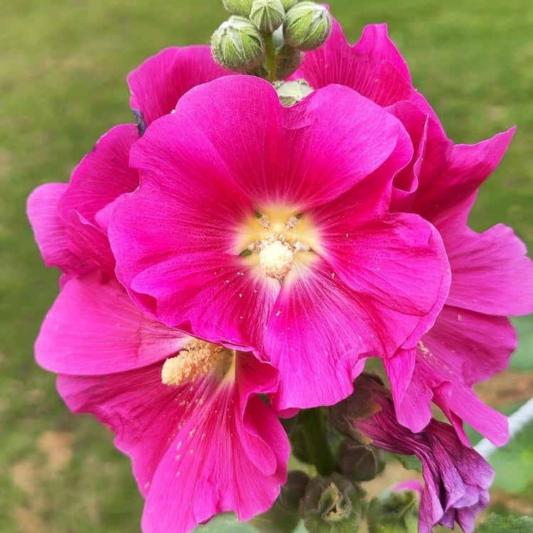 Pink Orange Hollyhock Seeds 