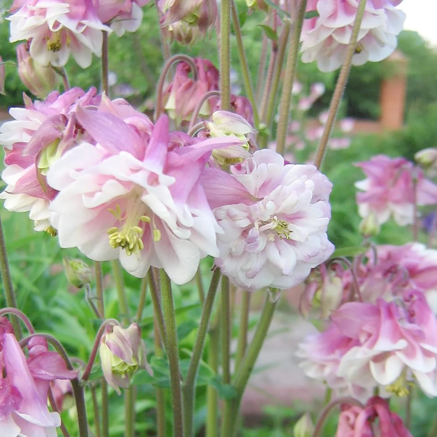 Pink Petticoat Aquilegia Seeds 