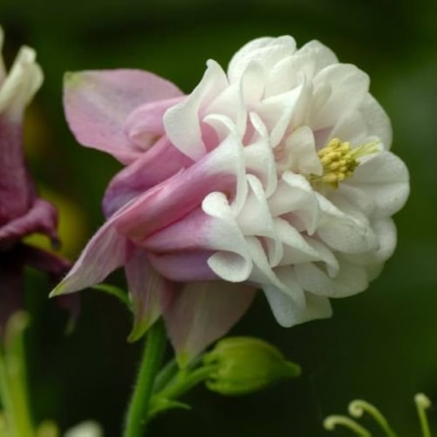 Pink Petticoat Aquilegia Seeds 