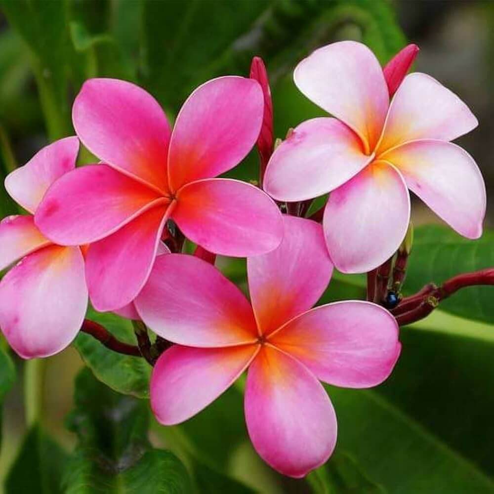 Pink Plumeria Seeds