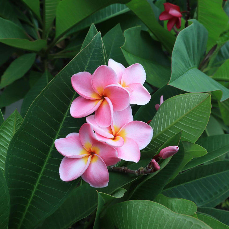 Pink Plumeria Seeds