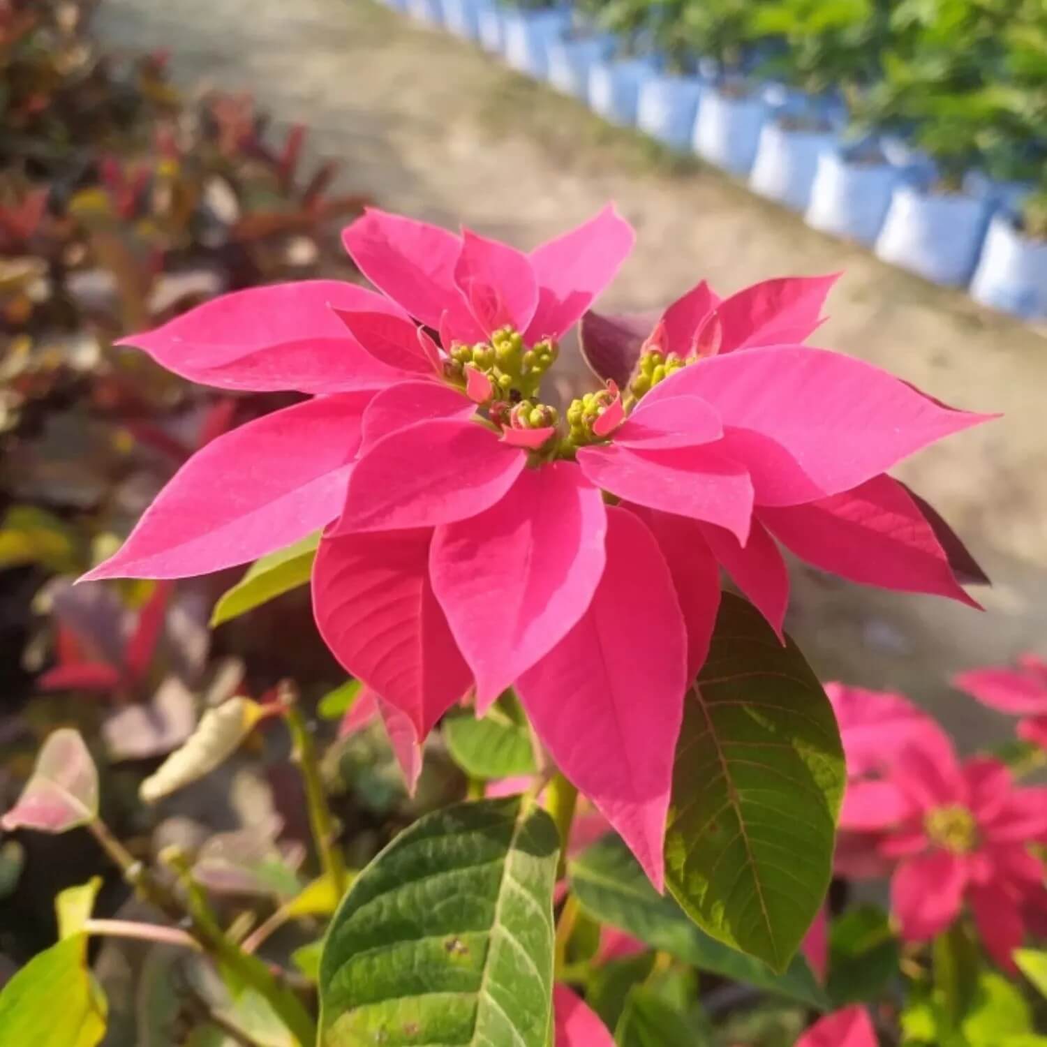 Pink Poinsettia Seeds - Flower Plant