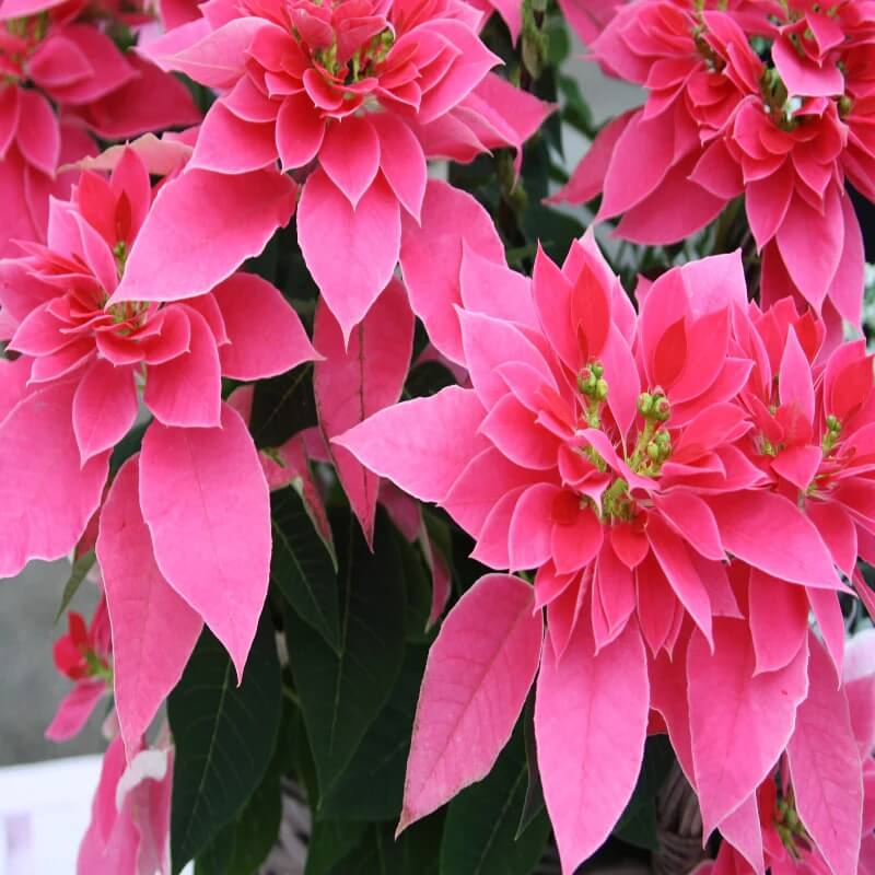 Pink Poinsettia Seeds - Flower Plant