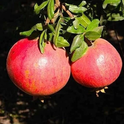 Pink Pomegranate Seeds