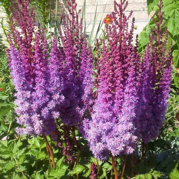 Pink Purple Astilbe Bunter Seeds - Flower Plant