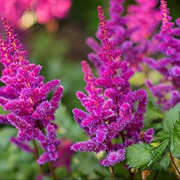 Pink Purple Astilbe Bunter Seeds - Flower Plant
