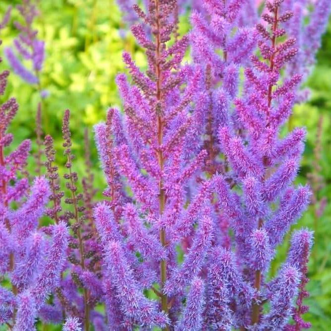 Pink Purple Astilbe Bunter Seeds - Flower Plant