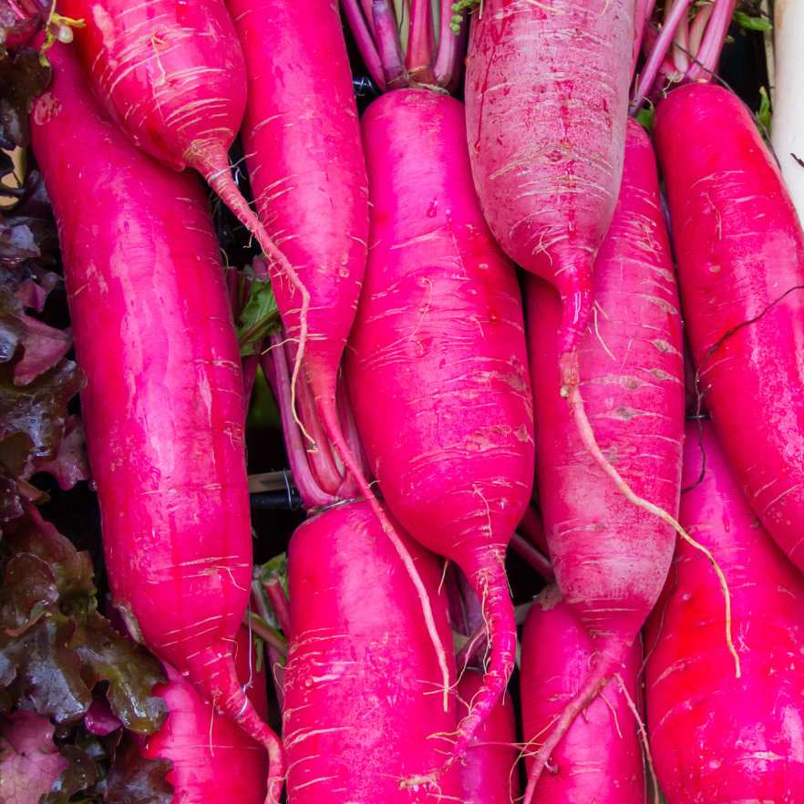 Pink Radish Seeds