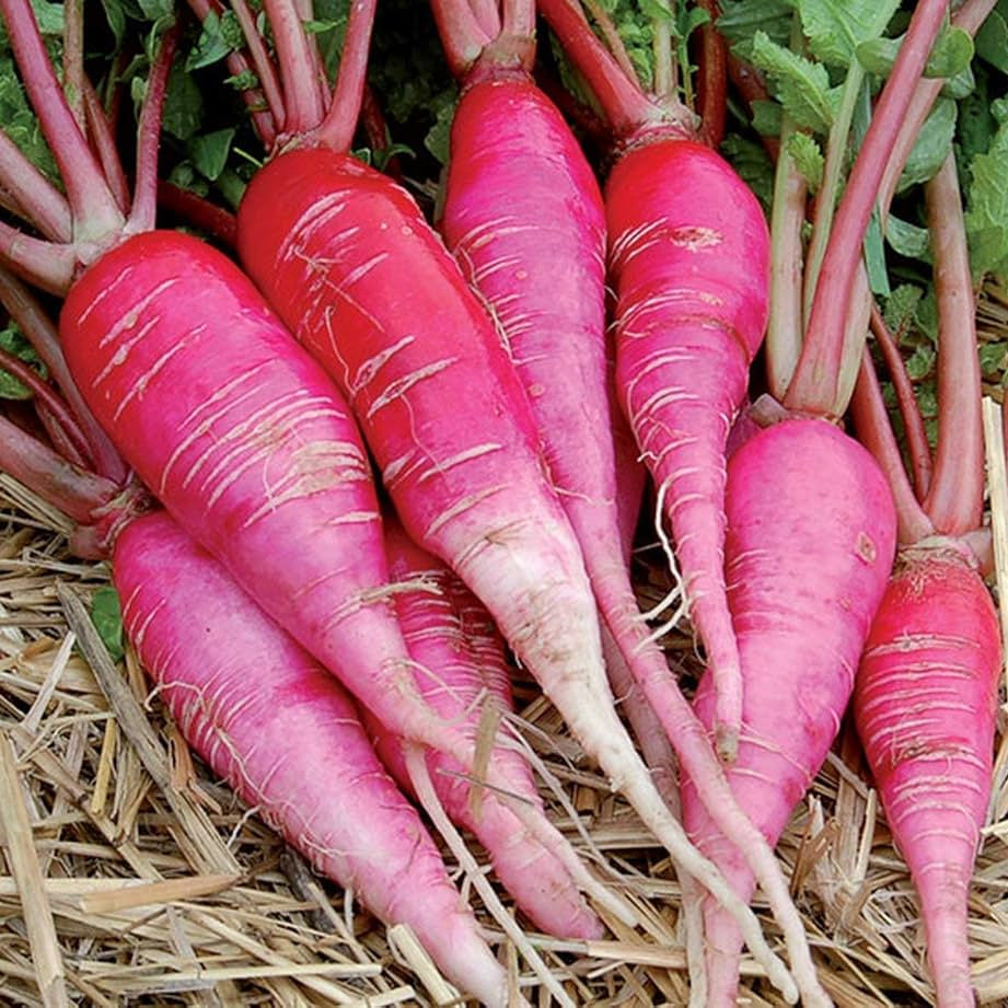 Pink Radish Seeds