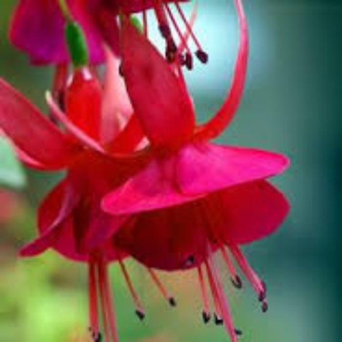 Pink Red Fuchsia Seeds