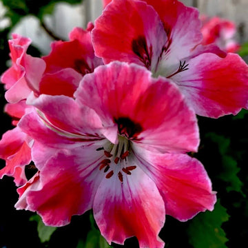 Pink & Red Geranium Seeds