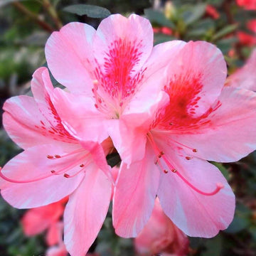Pink Rhododendron Azalea Seeds 