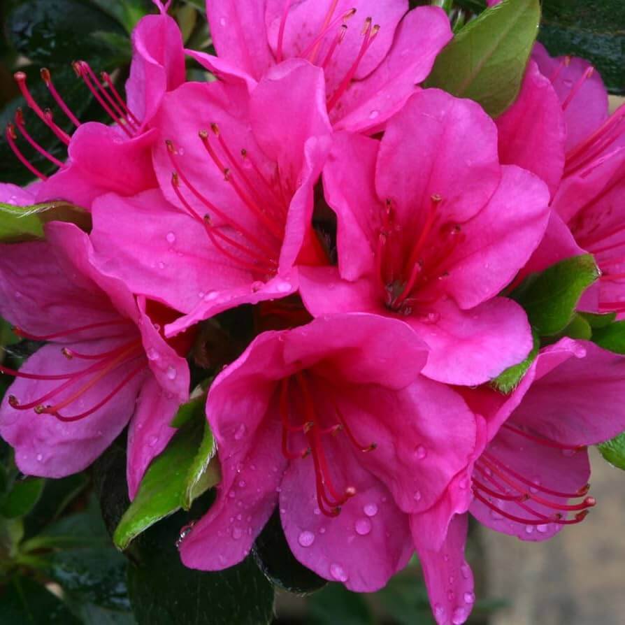 Pink Rhododendron Azalea Seeds 