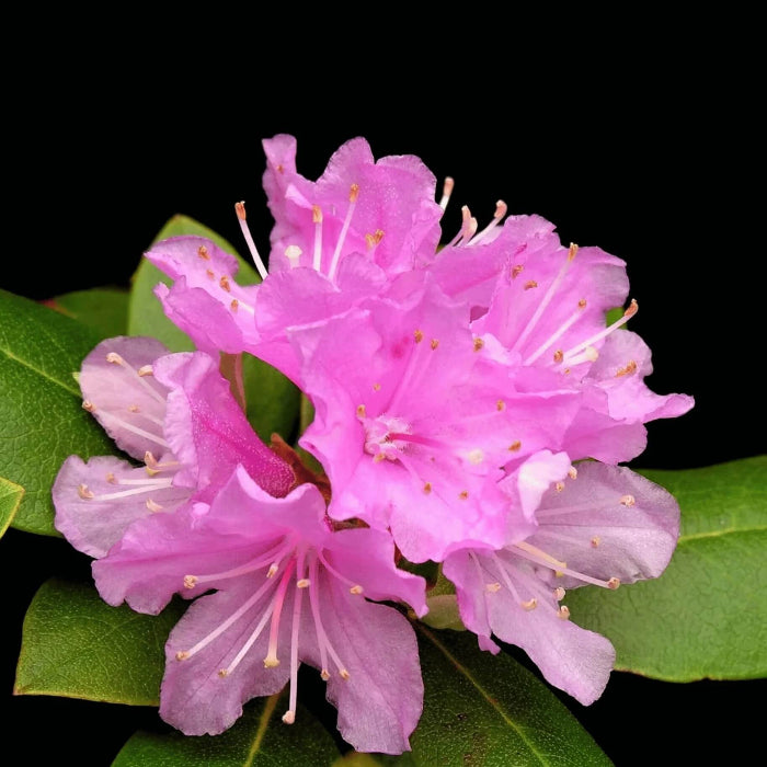 Pink Rhododendron Azalea Seeds 