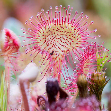 Pink Sundew Seeds - Flower Plant