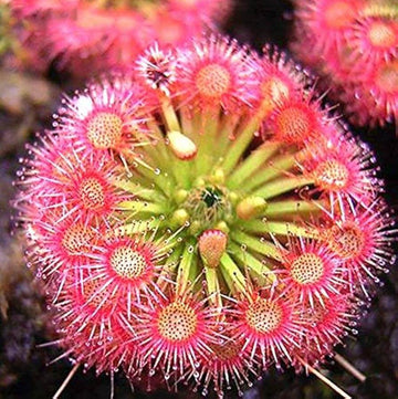 Pink Sundew Seeds - Flower Plant