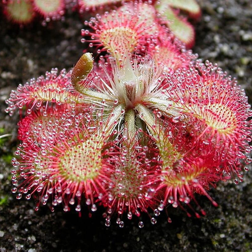 Pink Sundew Seeds - Flower Plant