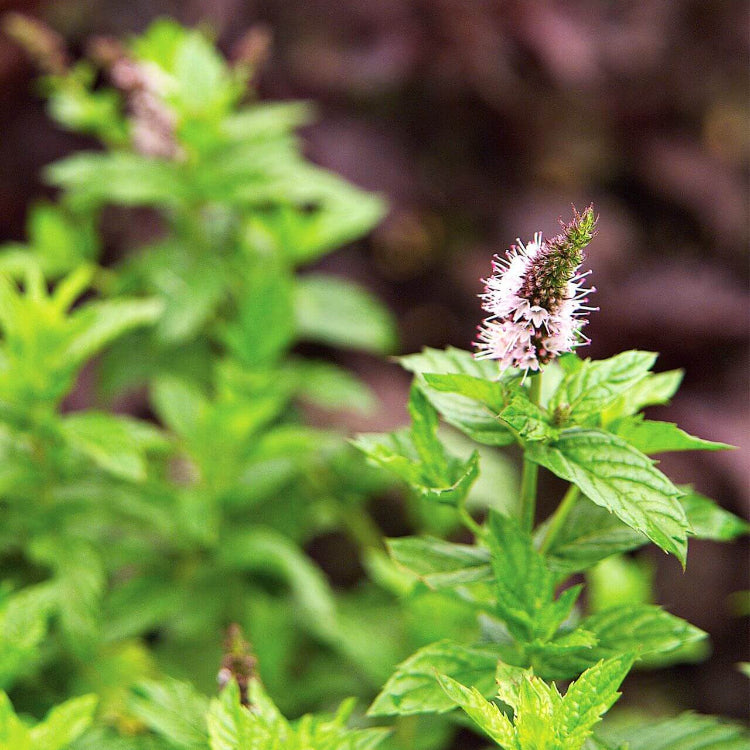 Pink United Mint Seeds 