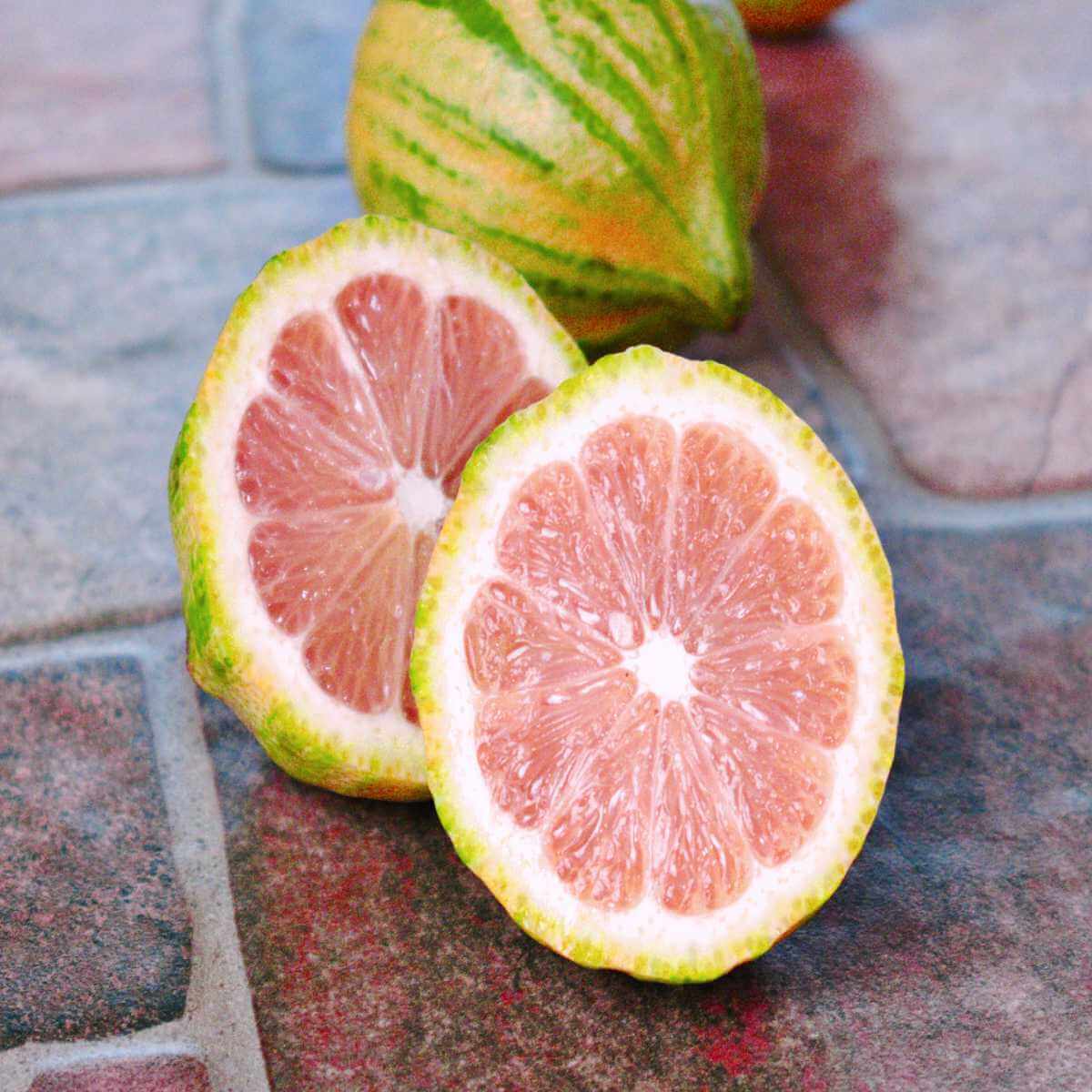 Pink Variegated Lemon Seeds
