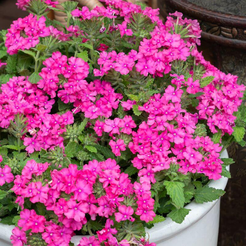 Pink Verbena  Seeds