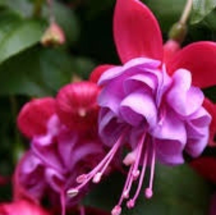 Pink & Violet Fuchsia Seeds 