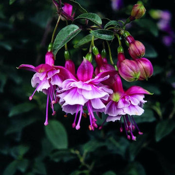 Pink & Violet Fuchsia Seeds 