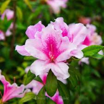 Pink White Azalea Seeds