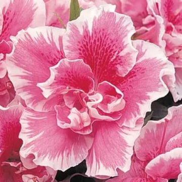 Pink White Azalea Seeds