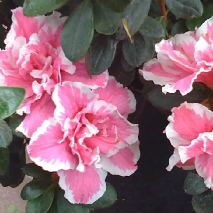 Pink White Azalea Seeds