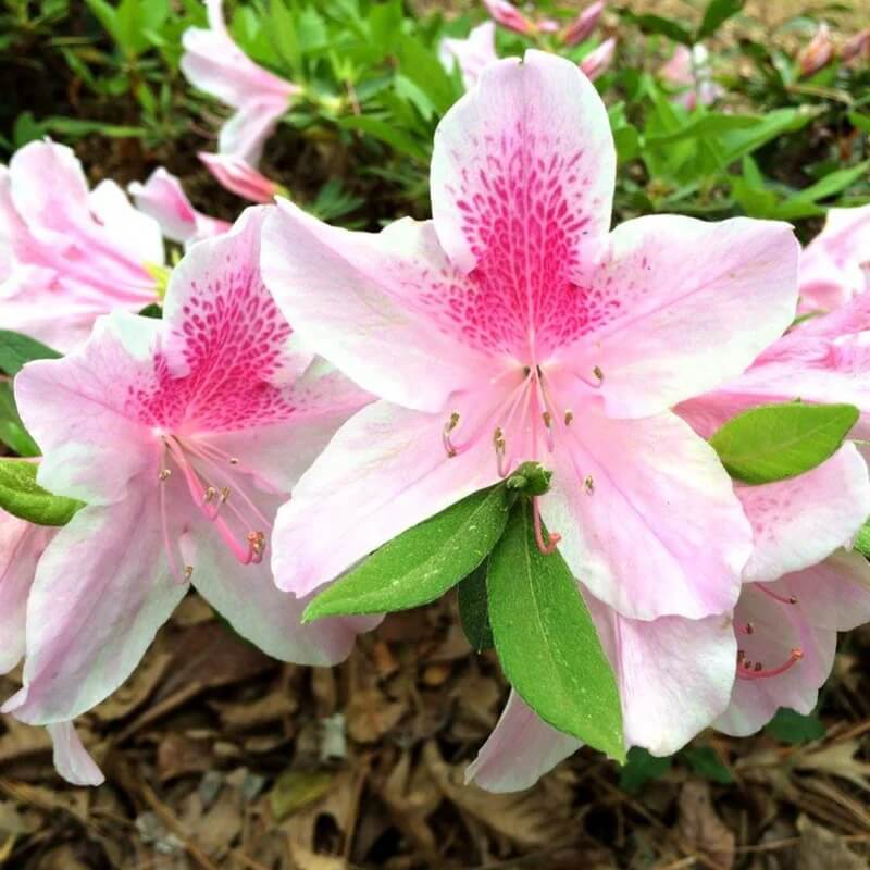 Pink White Azalea Seeds
