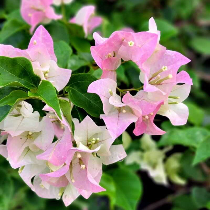Pink White Bougainvillea Seeds - Flower Plant