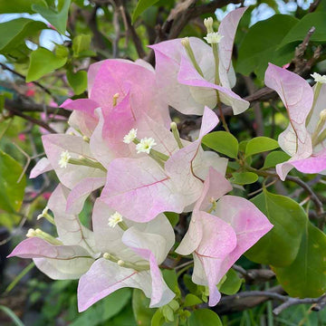 Pink White Bougainvillea Seeds - Flower Plant