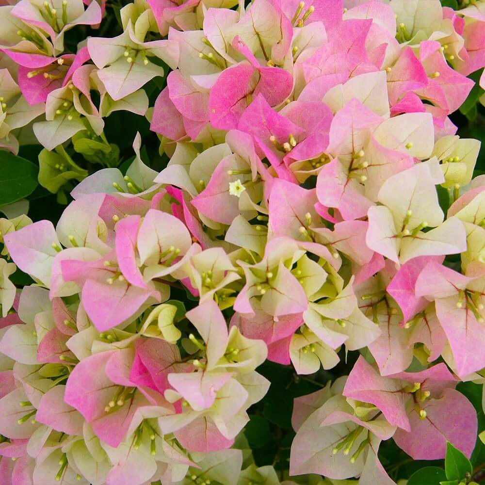 Pink White Bougainvillea Seeds - Flower Plant
