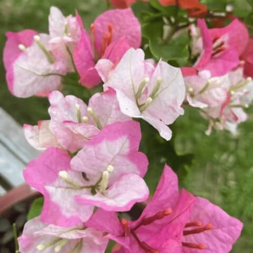 Pink White Bougainvillea Seeds - Flower Plant