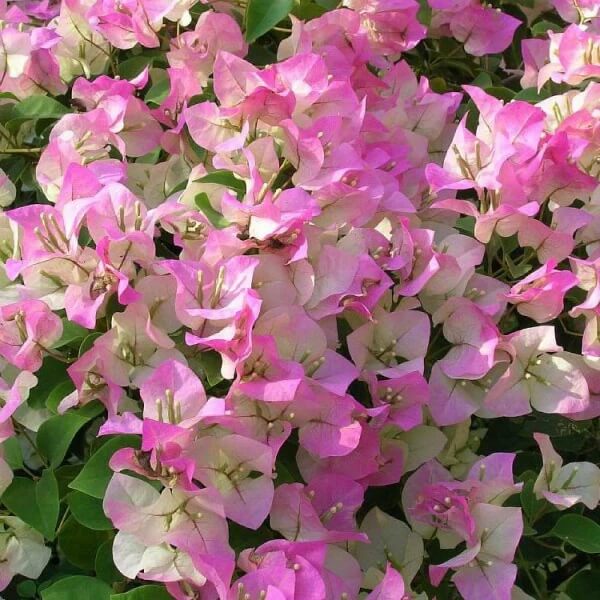 Pink White Bougainvillea Seeds - Flower Plant